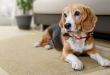 Το έξυπνο κόλπο για να μειώσετε το γάβγισμα του σκύλου σας χωρίς φωνές και τιμωρίες