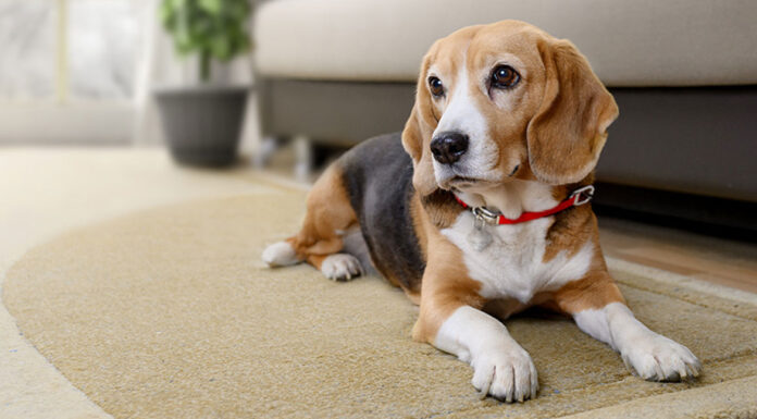Το έξυπνο κόλπο για να μειώσετε το γάβγισμα του σκύλου σας χωρίς φωνές και τιμωρίες