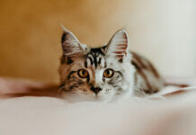 Τι σημαίνει όταν η γάτα σου κοιμάται πάνω στο κεφάλι σου