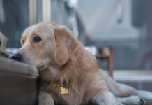 5 λόγοι που μπορεί να κάνουν έναν σκύλο να δείχνει καταθλιπτικός