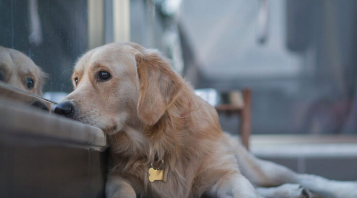 5 λόγοι που μπορεί να κάνουν έναν σκύλο να δείχνει καταθλιπτικός