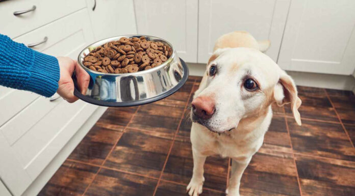 Το “υγιεινό” σνακ που μπορεί να στείλει τον σκύλο στα επείγοντα