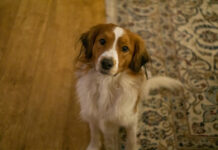 Τα πιο συχνά σημάδια αλλεργίας στους σκύλους και πότε χρειάζεται προσοχή