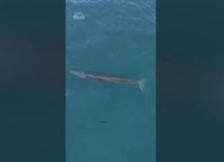 Κίνα: Αλιευτικό σκάφος χτύπησε σπάνιο είδος φάλαινας – Βίντεο ντοκουμέντο