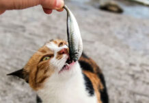 Ψάρι για γάτες: Όσα πρέπει να ξέρετε πριν το προσθέσετε στη διατροφή τους