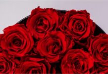 Άγιος Βαλεντίνος 2026: «Χρυσή» θα πληρώσουν φέτος την ανθοδέσμη οι καταναλωτές – Πτώση στην τιμή της σοκολάτας