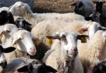 Φωτιές, πλημμύρες και ευλογιά… θηλιά στο λαιμό των κτηνοτρόφων – Τι λένε στο MEGA