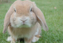 Πάρε κουνέλι, είπαν, τι μπορεί να πάει στραβά; Όλα αυτά…