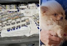 ΑΑΔΕ: Τα X-Ray και ο Έλβις έβγαλαν λαβράκια – Εκατομμύρια λαθραία τσιγάρα, ναρκωτικά και αδήλωτο συνάλλαγμα