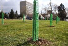 ΑΠΘ: 500 δέντρα φυτεύτηκαν στο campus, στη μνήμη φοιτητών που χάθηκαν στα Τέμπη