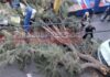 Δέντρο έπεσε σε λαϊκή αγορά στον Πειραιά – Δεν υπήρξαν τραυματισμοί