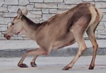 Πάρνηθα: Ελαφίνα βρέθηκε τραυματισμένη στο πάρκινγκ του τελεφερίκ