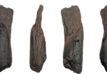 Σπουδαία ανακάλυψη στη Μεγαλόπολη – Εντοπίστηκαν τα αρχαιότερα ξύλινα εργαλεία του κόσμου