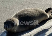 Φθιώτιδα: Οι βόλτες της φώκιας στην Αρκίτσα και η επιστροφή της στην θάλασσα