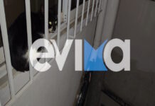 Κάρυστος: Καρέ – καρέ η διάσωση γάτας που παγιδεύτηκε στον ακάλυπτο 4ου ορόφου