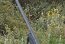 Φθιώτιδα: Μεθυσμένος άνδρας πυροβόλησε και σκότωσε κυνηγόσκυλο