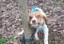 Κτηνωδία στην Καρδίτσα: Κακοποίησαν σεξουαλικά κουτάβι και το παράτησαν δεμένο σε δέντρο