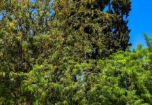 Καιρός – Τσατραφύλλιας: Σαββατοκύριακο με ψιχάλες, «ποδαρικό» του Μάρτη με ανοιξιάτικο σκηνικό