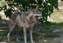 Λύκοι στην Αττική: Τι πρέπει να κάνετε αν βρεθείτε αντιμέτωποι με το ζώο