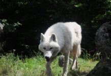 Τατόι: Λύκος επιτέθηκε σε παρέα περιπατητών ανάμεσα σε Κρυονέρι και Βασιλικά Κτήματα