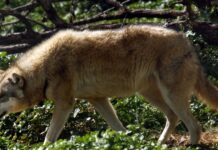 Λύκοι στην Αττική: Τι πρέπει να κάνετε όταν βρεθείτε αντιμέτωποι με το ζώο