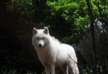 Τατόι: «Με δάγκωσε και μου έσκισε τα ρούχα» – Συγκλονίζει η περιγραφή του άνδρα που δέχτηκε επίθεση από λύκο