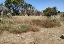 ΠΟΜΙΔΑ: Δύο προτάσεις για τον ετήσιο καθαρισμό των οικοπέδων