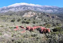 Κρήτη: Κόκκινα αρνιά ως μέρος της παράδοσης αλλά και ως αντικλεπτική πρακτική