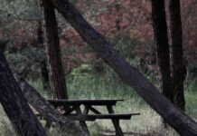 Θεσσαλονίκη: Πανέμορφο ζευγάρι ζαρκαδιών εντοπίστηκε για πρώτη φόρα στο Σέιχ Σου