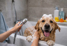 Δεν αρέσει στον σκύλο σου το μπάνιο; 6+1 τρόποι για να γίνει πιο εύκολη διαδικασία και να το λατρέψει