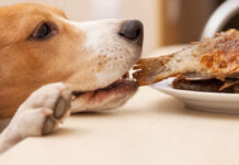 Μπορούμε να δώσουμε ψάρι στον σκύλο μας; Τι πρέπει να προσέξουμε