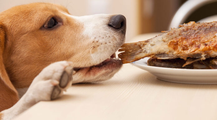 Μπορούμε να δώσουμε ψάρι στον σκύλο μας; Τι πρέπει να προσέξουμε