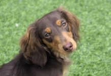 Μαθαίνοντας τη «γλώσσα» του σκύλου μέσα από το βλέμμα του