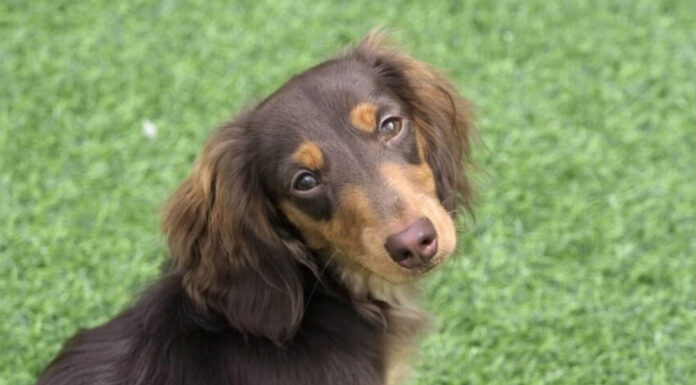 Μαθαίνοντας τη «γλώσσα» του σκύλου μέσα από το βλέμμα του