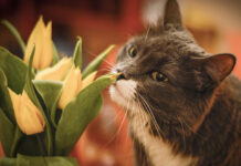 Οι μυρωδιές που είναι επικίνδυνες για τις γάτες