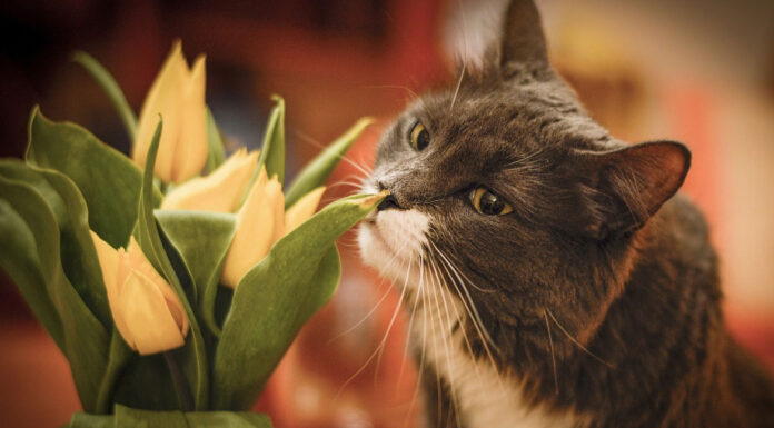 Οι μυρωδιές που είναι επικίνδυνες για τις γάτες