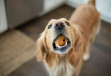 Η εύκολη συνταγή που θα λατρέψει το τετράποδο φιλαράκι σου