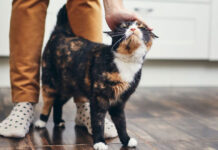 Πώς να κερδίσεις την καρδιά της γάτας σου: 7 απλά βήματα