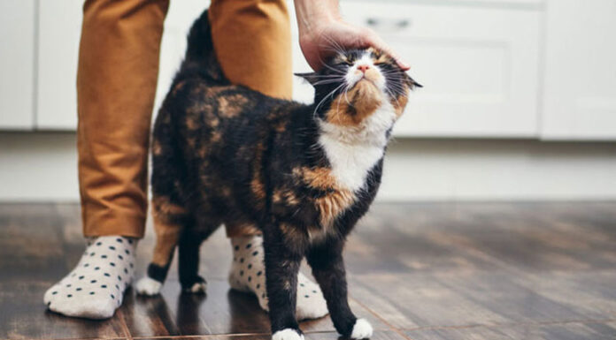 Πώς να κερδίσεις την καρδιά της γάτας σου: 7 απλά βήματα