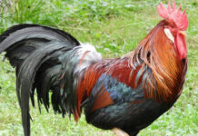 Γιατί λαλούν οι κόκορες το ξημέρωμα: Μύθοι, θρησκείες και βιολογία