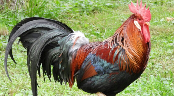 Γιατί λαλούν οι κόκορες το ξημέρωμα: Μύθοι, θρησκείες και βιολογία