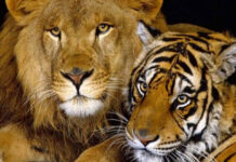 Λιοντάρια και τίγρεις: Τα μεγάλα αιλουροειδή της φύσης – Ποιος θα είχε το «πάνω χέρι»;