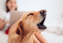 Χτυπάει το κουδούνι και ο σκύλος γαβγίζει; Οι λόγοι που κρύβονται πίσω από αυτή τη συμπεριφορά