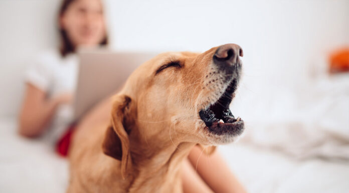 Χτυπάει το κουδούνι και ο σκύλος γαβγίζει; Οι λόγοι που κρύβονται πίσω από αυτή τη συμπεριφορά