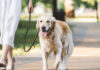 Πόση ώρα πρέπει να περπατάει ο σκύλος σας καθημερινά