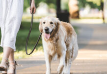 Πόση ώρα πρέπει να περπατάει ο σκύλος σας καθημερινά