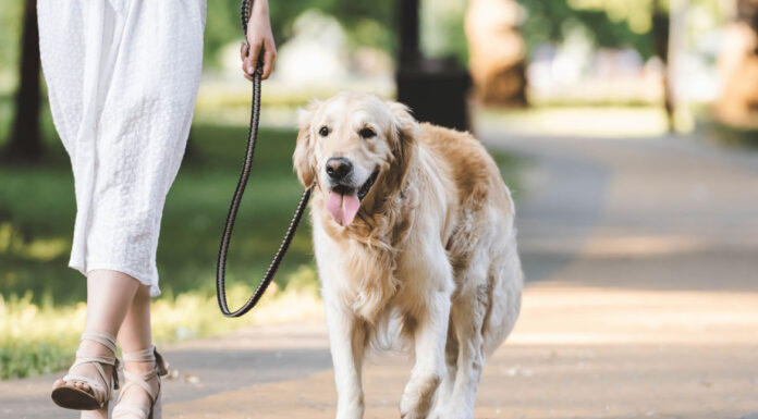 Πόση ώρα πρέπει να περπατάει ο σκύλος σας καθημερινά