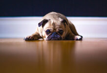 Όταν ο σκύλος υποφέρει σιωπηλά: Τα σημάδια που δεν πρέπει να αγνοείς