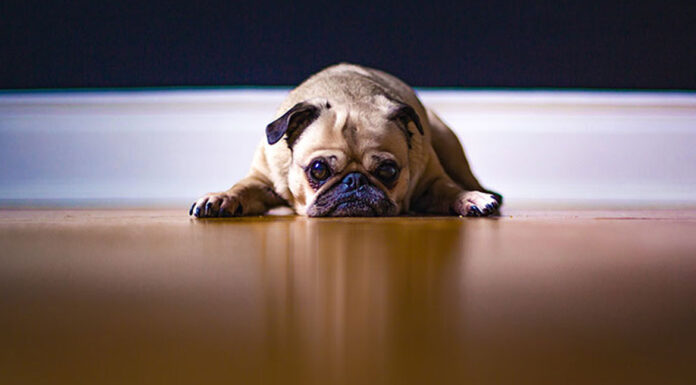 Όταν ο σκύλος υποφέρει σιωπηλά: Τα σημάδια που δεν πρέπει να αγνοείς