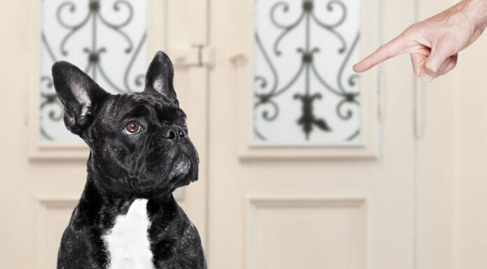 Όχι φωνές: Πώς να σταματάς τις κακές συμπεριφορές του σκύλου σου